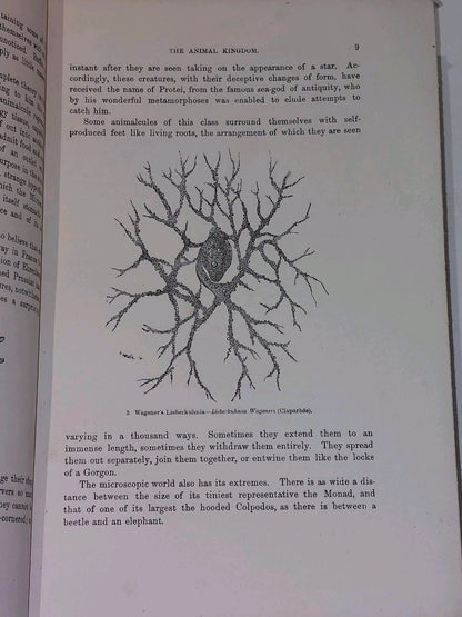 The Universe by F. A. Pouchet (1909) 5