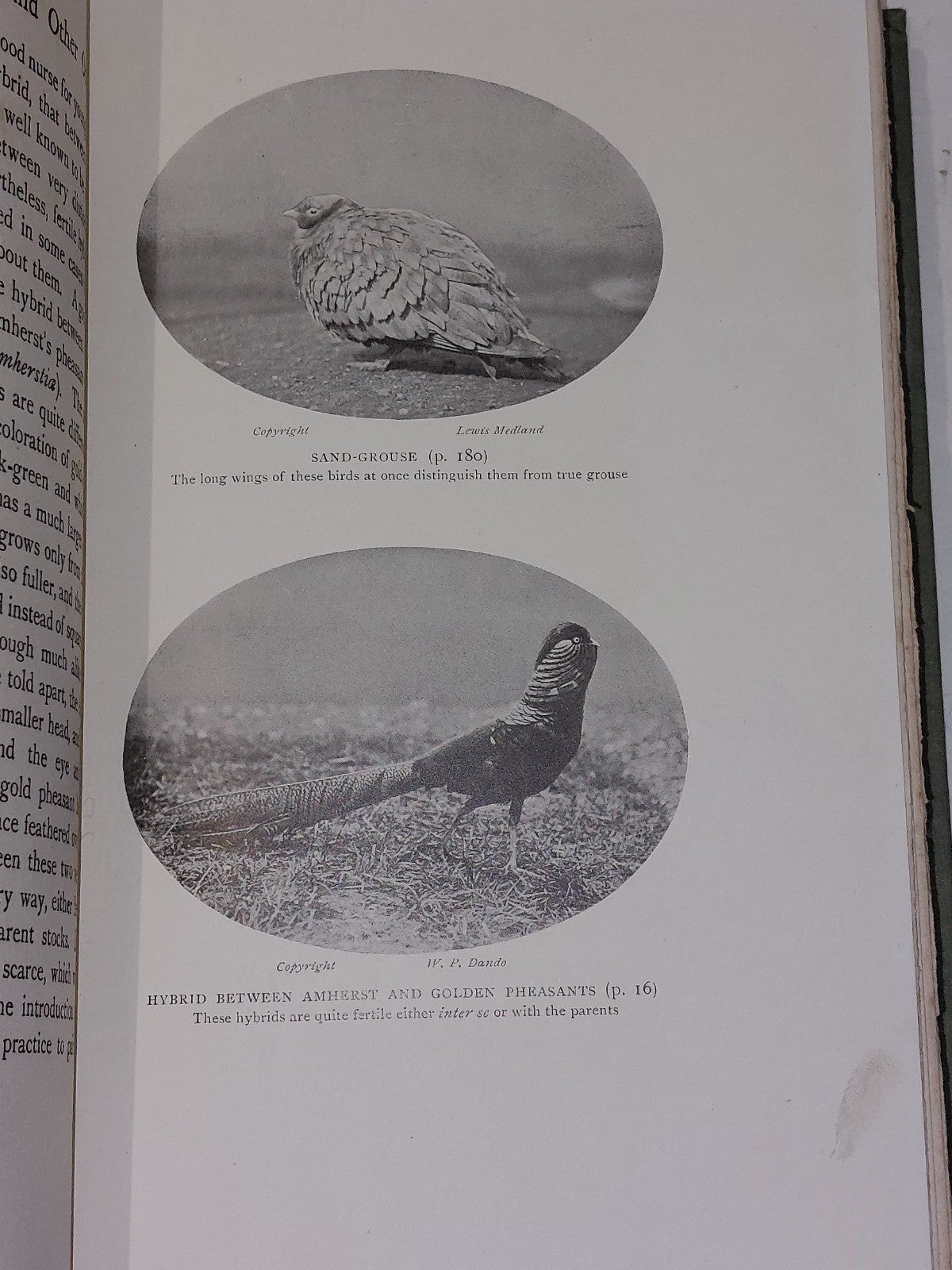 Ornithological and Other Oddities by Frank Finn 1st edition (1907) John Lane 9