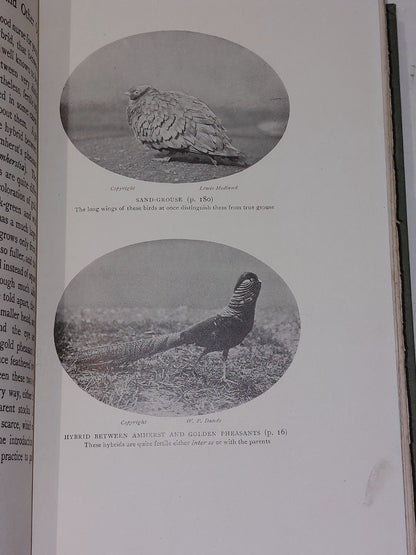 Ornithological and Other Oddities by Frank Finn 1st edition (1907) John Lane 9