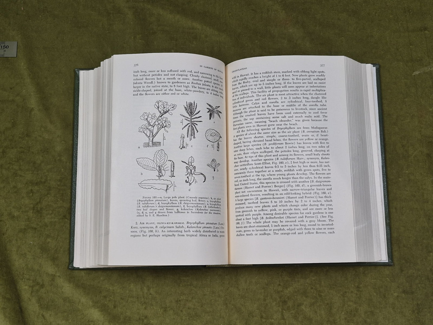 IN GARDENS OF HAWAII By Marie C. Neal , Bishop Museum 1965 Leather5