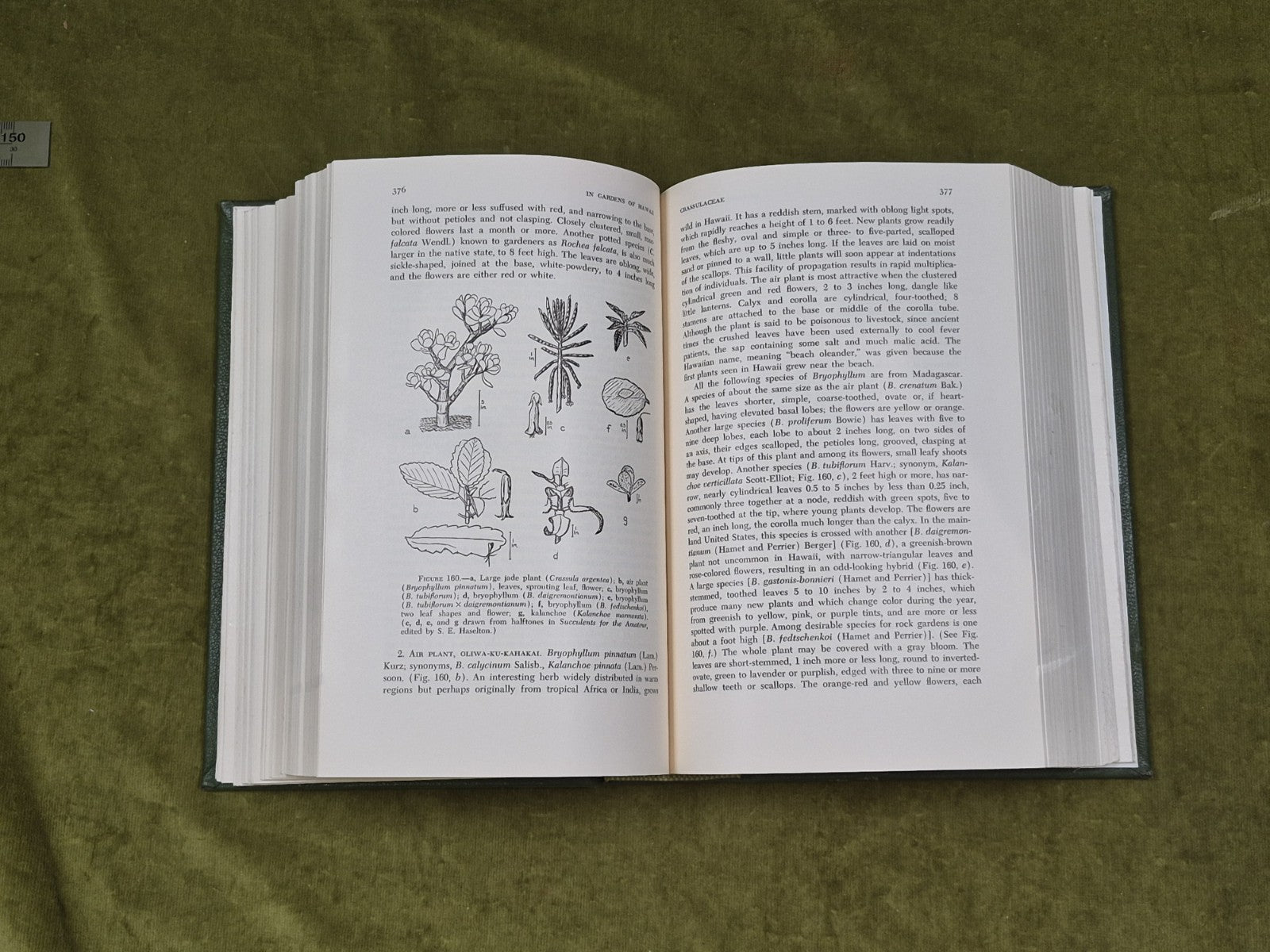 IN GARDENS OF HAWAII By Marie C. Neal , Bishop Museum 1965 Leather5