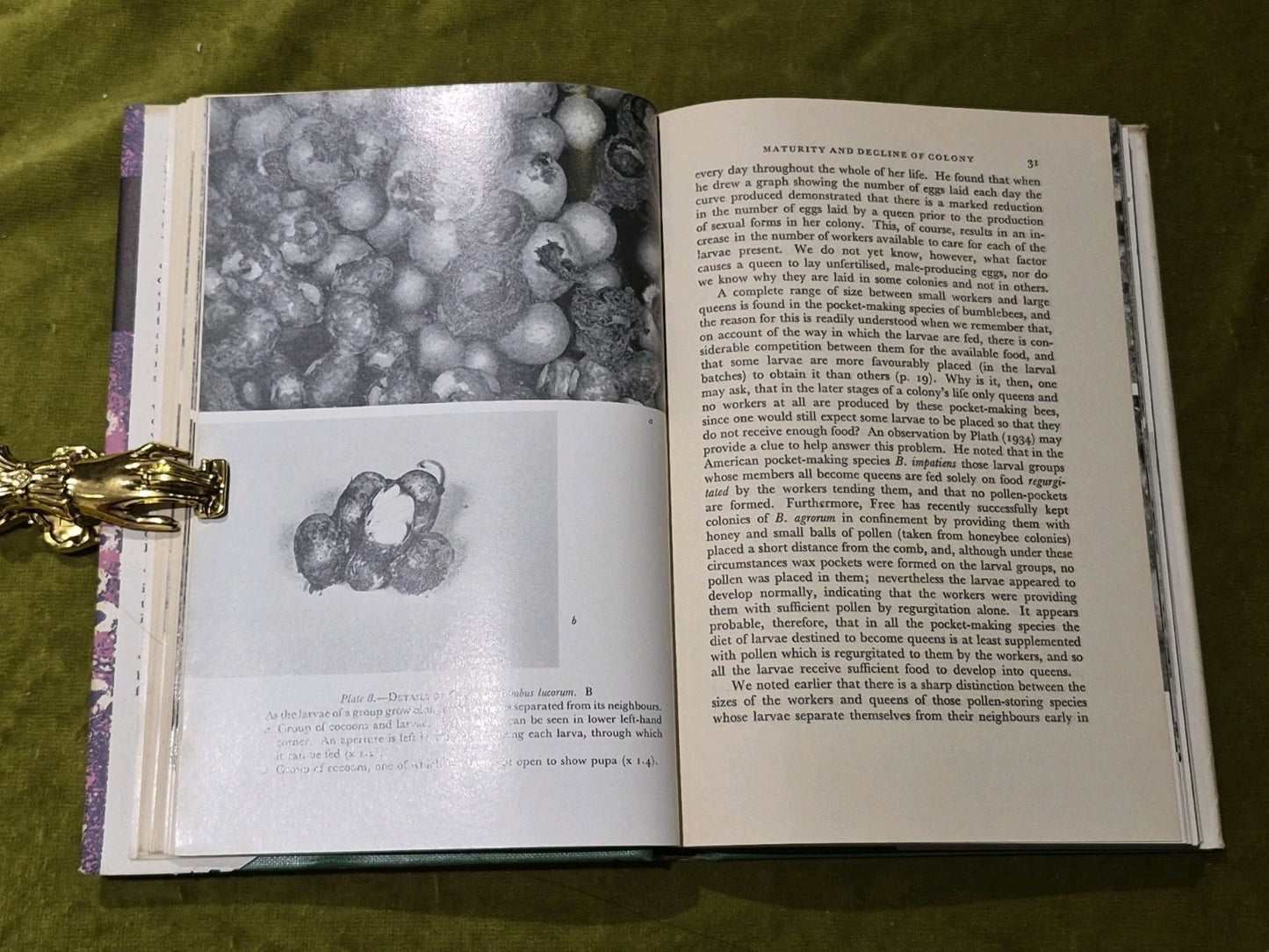 Bumblebees - New Naturalist - John B Free & Colin G Butler HB DJ 1968 reprint5