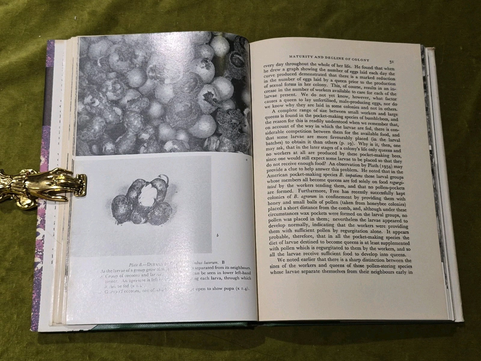 Bumblebees - New Naturalist - John B Free & Colin G Butler HB DJ 1968 reprint5