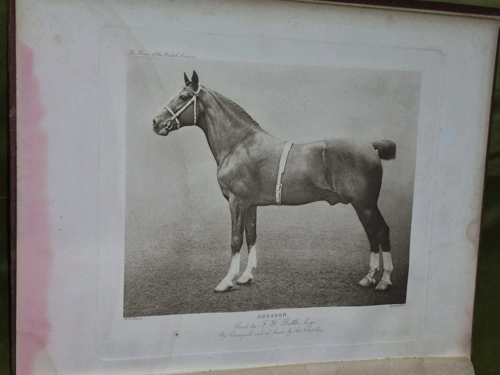 The Horses of the British Empire Humphrey F De Trafford Walter Volume 2.6