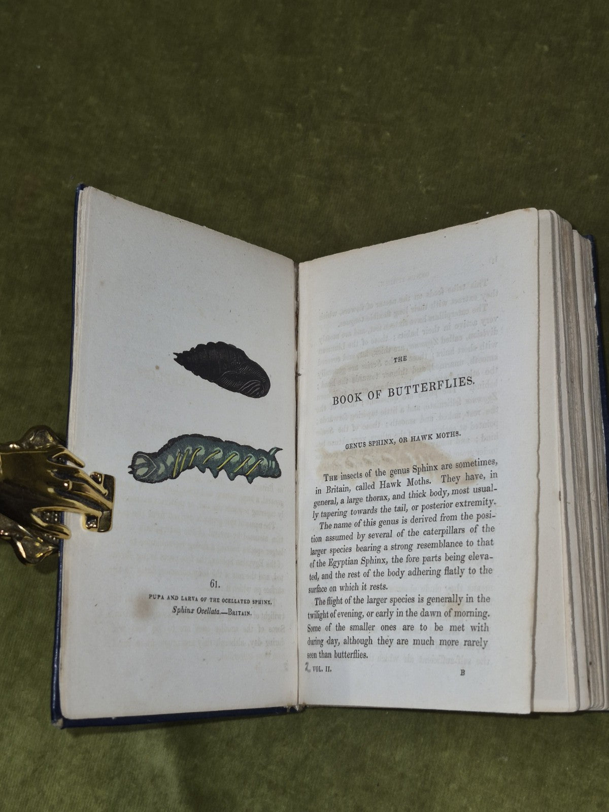 Book of Butterflies Thomas Brown 1834 Vol II Whittaker & Co.5
