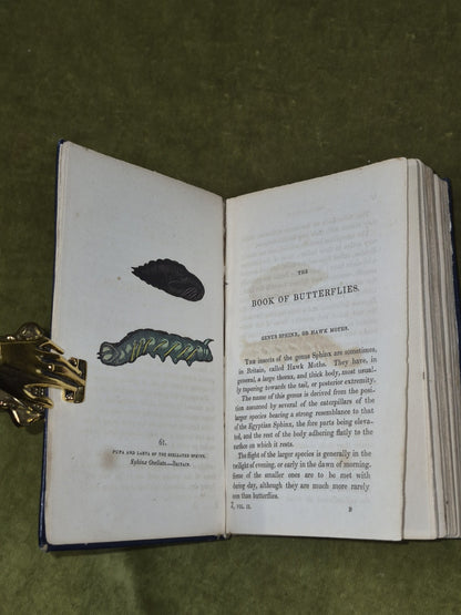 Book of Butterflies Thomas Brown 1834 Vol II Whittaker & Co.5