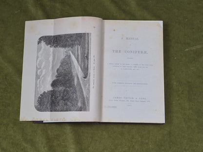 A Manual of The Coniferae by James Veitch & Sons 1881 HC / Antique3