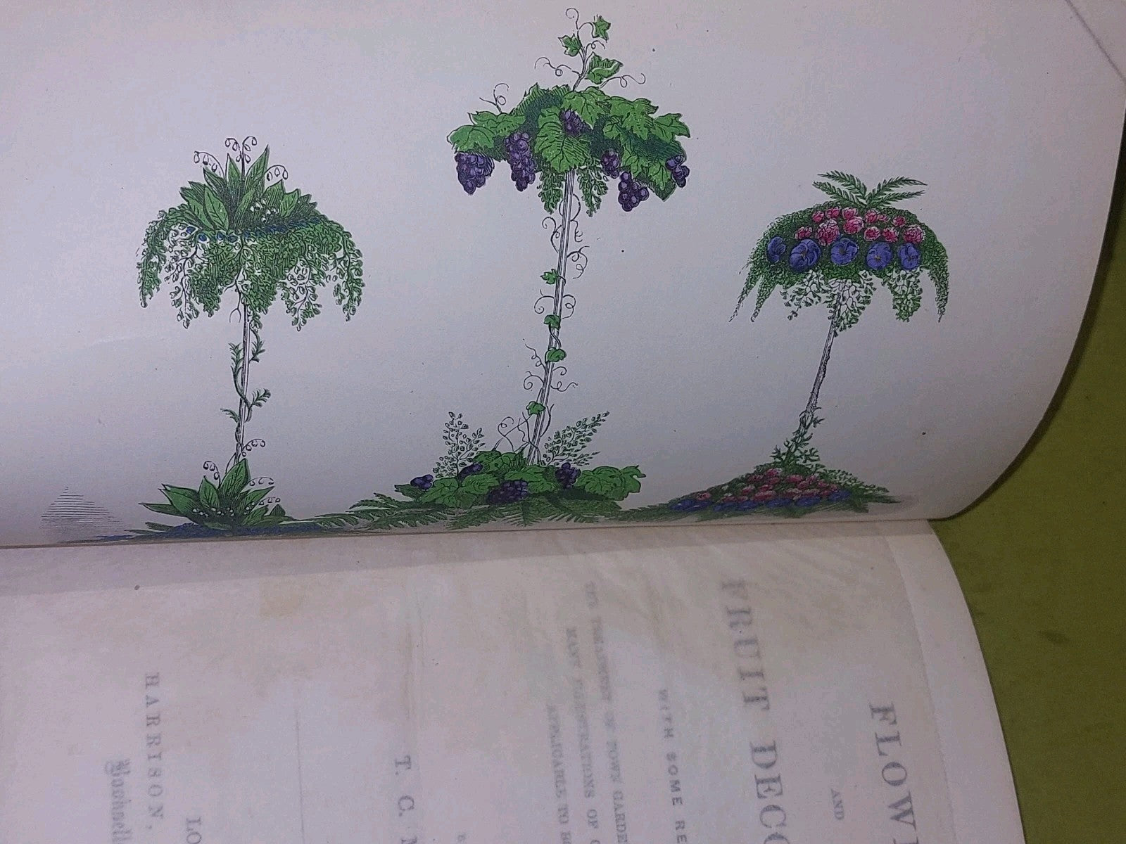 Flower And Fruit Decoration By T C March (1862) [Harrison] Book4