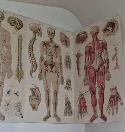 1921 Baillieres Atlas & Anatomy Of The Female Human Body. Swedish Massage Inst.14