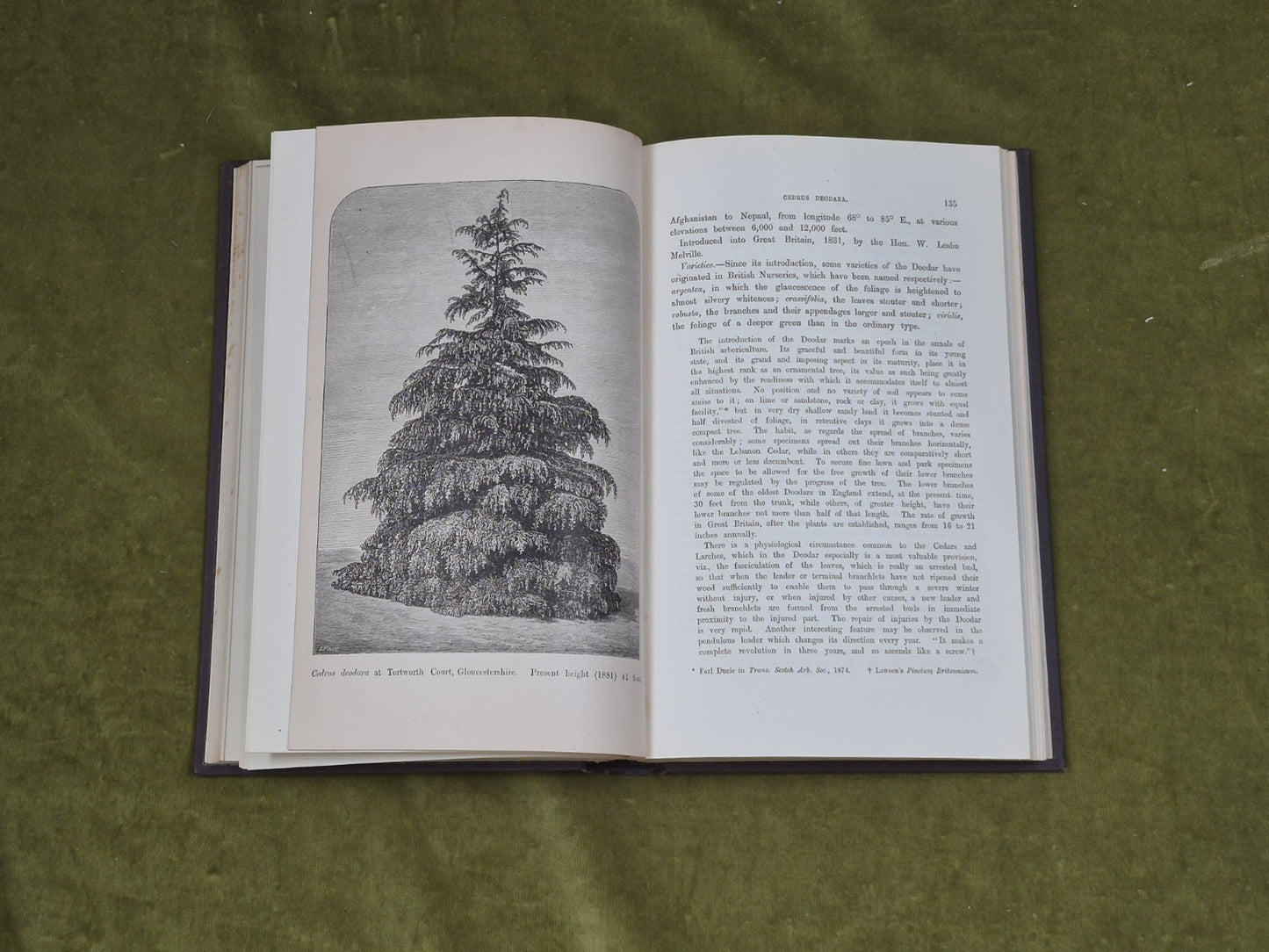 A Manual of The Coniferae by James Veitch & Sons 1881 HC / Antique5