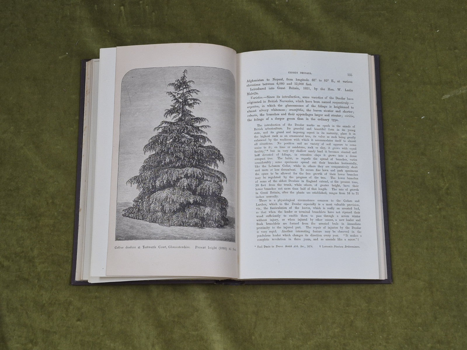 A Manual of The Coniferae by James Veitch & Sons 1881 HC / Antique5