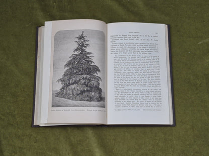 A Manual of The Coniferae by James Veitch & Sons 1881 HC / Antique5