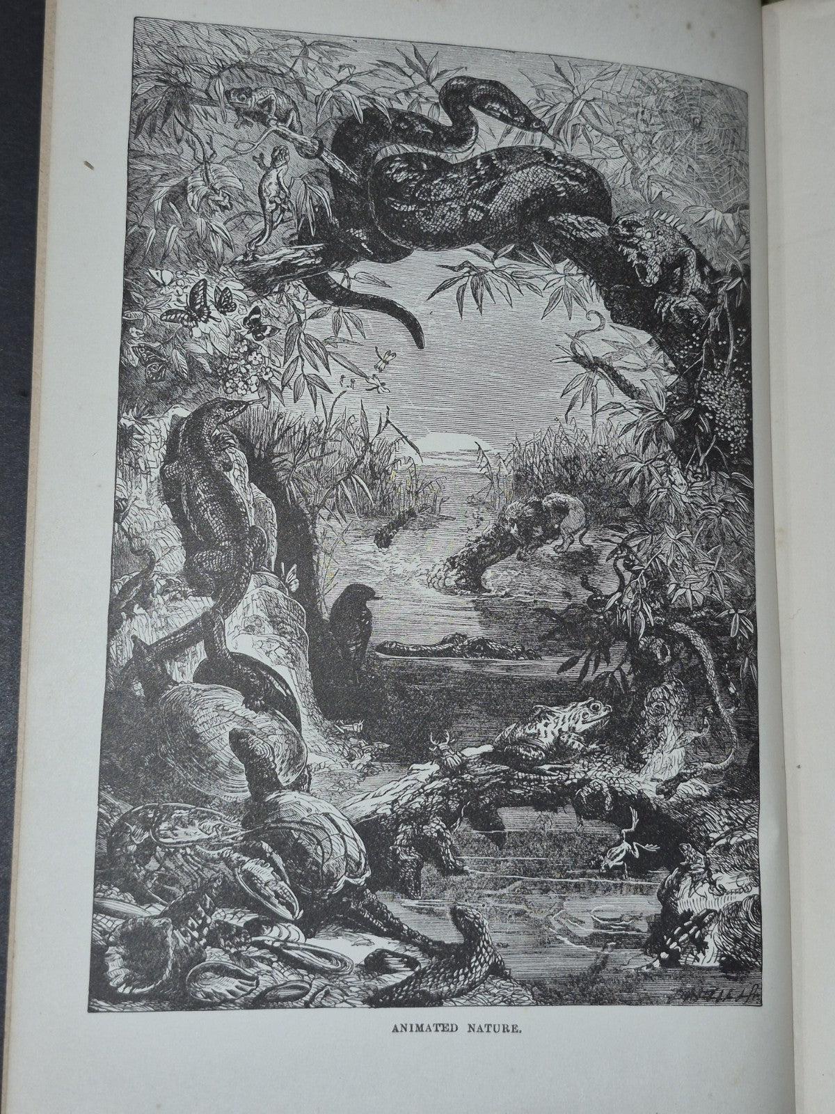 Wood's Illustrated Natural History  Mammals Birds Reptile6