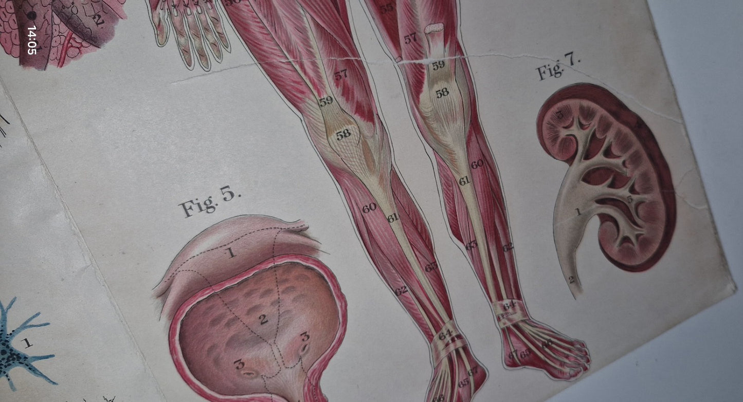 1921 Baillieres Atlas & Anatomy Of The Female Human Body. Swedish Massage Inst.18