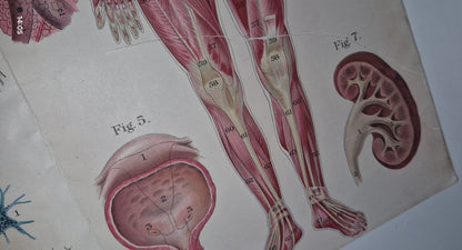 1921 Baillieres Atlas & Anatomy Of The Female Human Body. Swedish Massage Inst.18