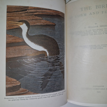 The Bird Its Form And Function By C. William Beebe 19077
