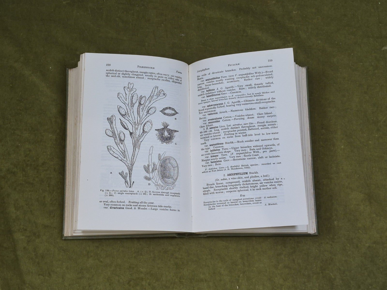 A Handbook of the British Seaweeds Lily Newton , British Museum 19626