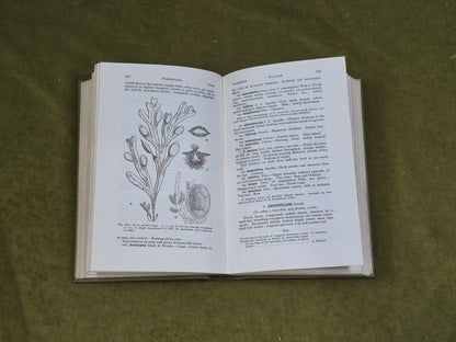 A Handbook of the British Seaweeds Lily Newton , British Museum 19626