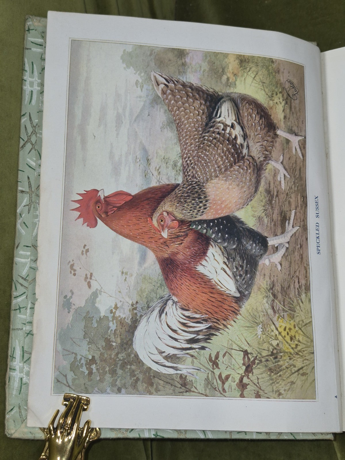 Wright's Book of Poultry Lewer Cassell and Company5