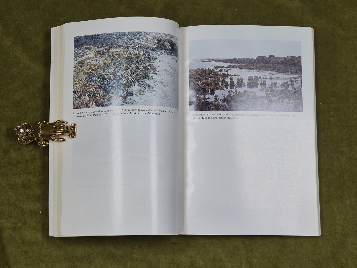 Marine Algae of Northern Ireland - Osbourne Morton , Ulster Museum 1994 PB6
