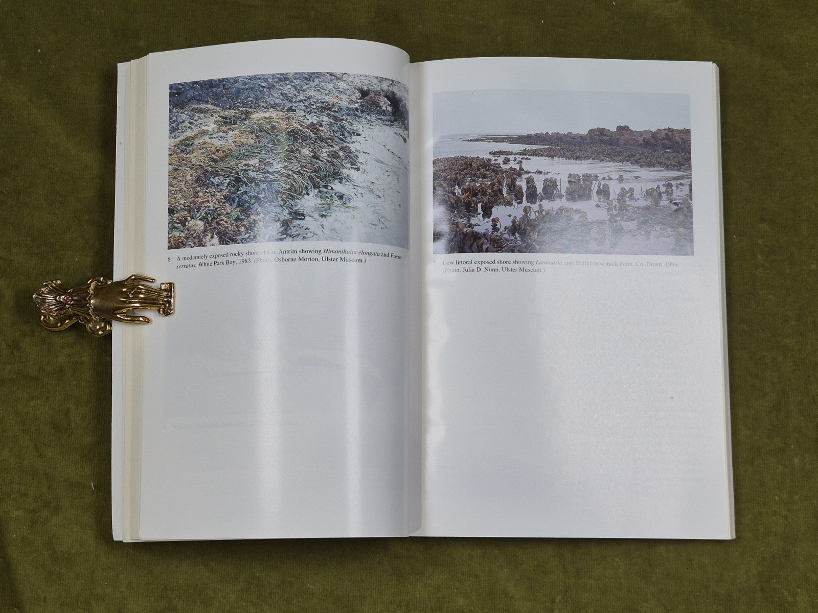 Marine Algae of Northern Ireland - Osbourne Morton , Ulster Museum 1994 PB6