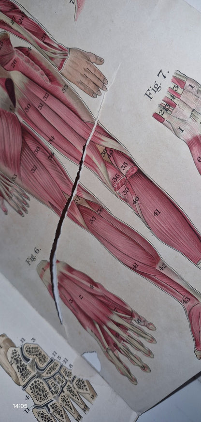 1921 Baillieres Atlas & Anatomy Of The Female Human Body. Swedish Massage Inst.16