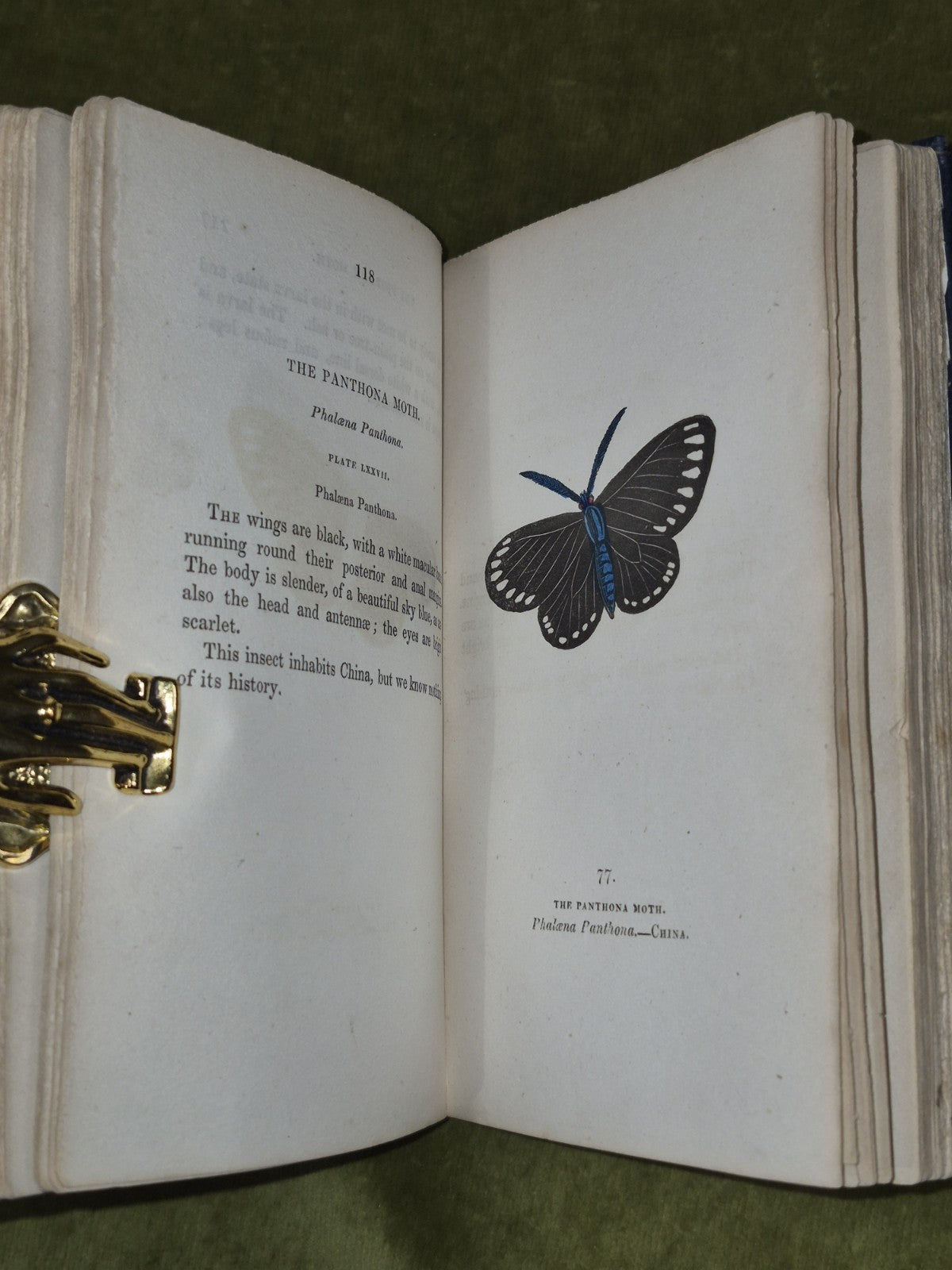 Book of Butterflies Thomas Brown 1834 Vol II Whittaker & Co.6