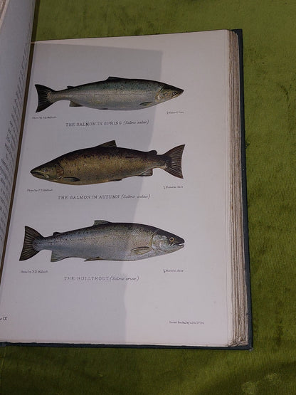 British Fresh-Water Fishes by Sir Herbert Maxwell (1904) [Hutchinson & Co] Hb4