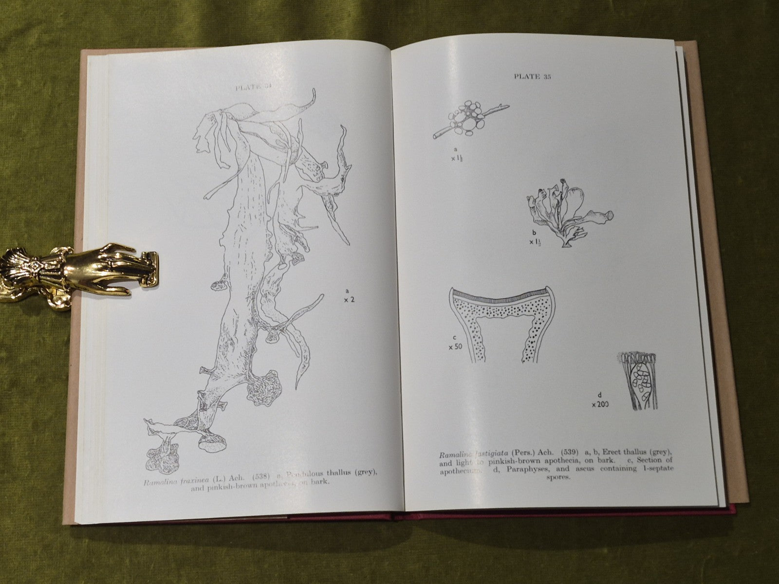 Lichen Illustrations & A Guide to the Study of Lichens6