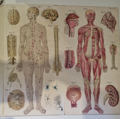 1921 Baillieres Atlas & Anatomy Of The Female Human Body. Swedish Massage Inst.11