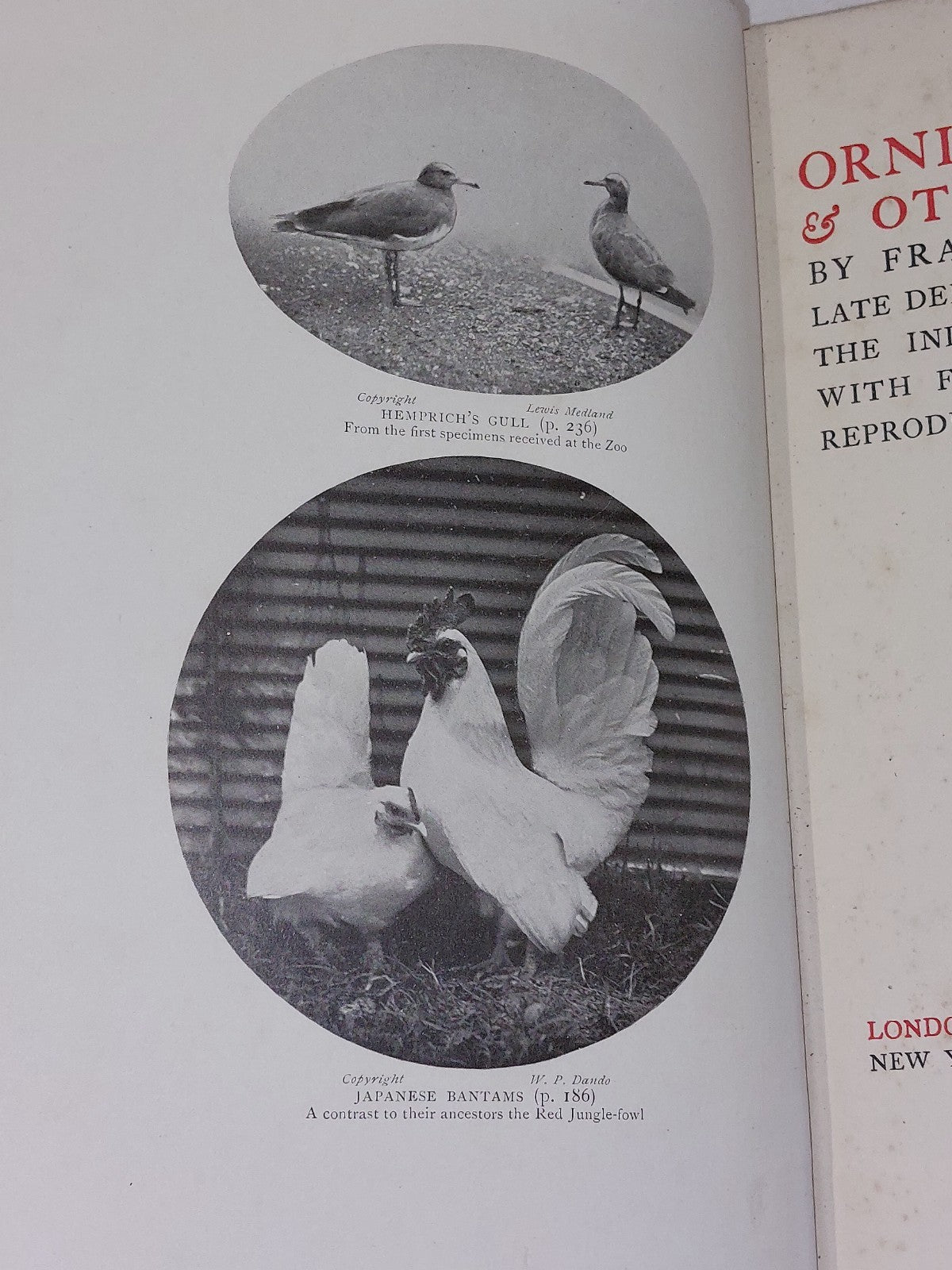 Ornithological and Other Oddities by Frank Finn 1st edition (1907) John Lane 7