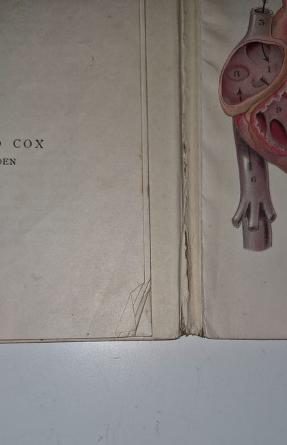 1921 Baillieres Atlas & Anatomy Of The Female Human Body. Swedish Massage Inst.6