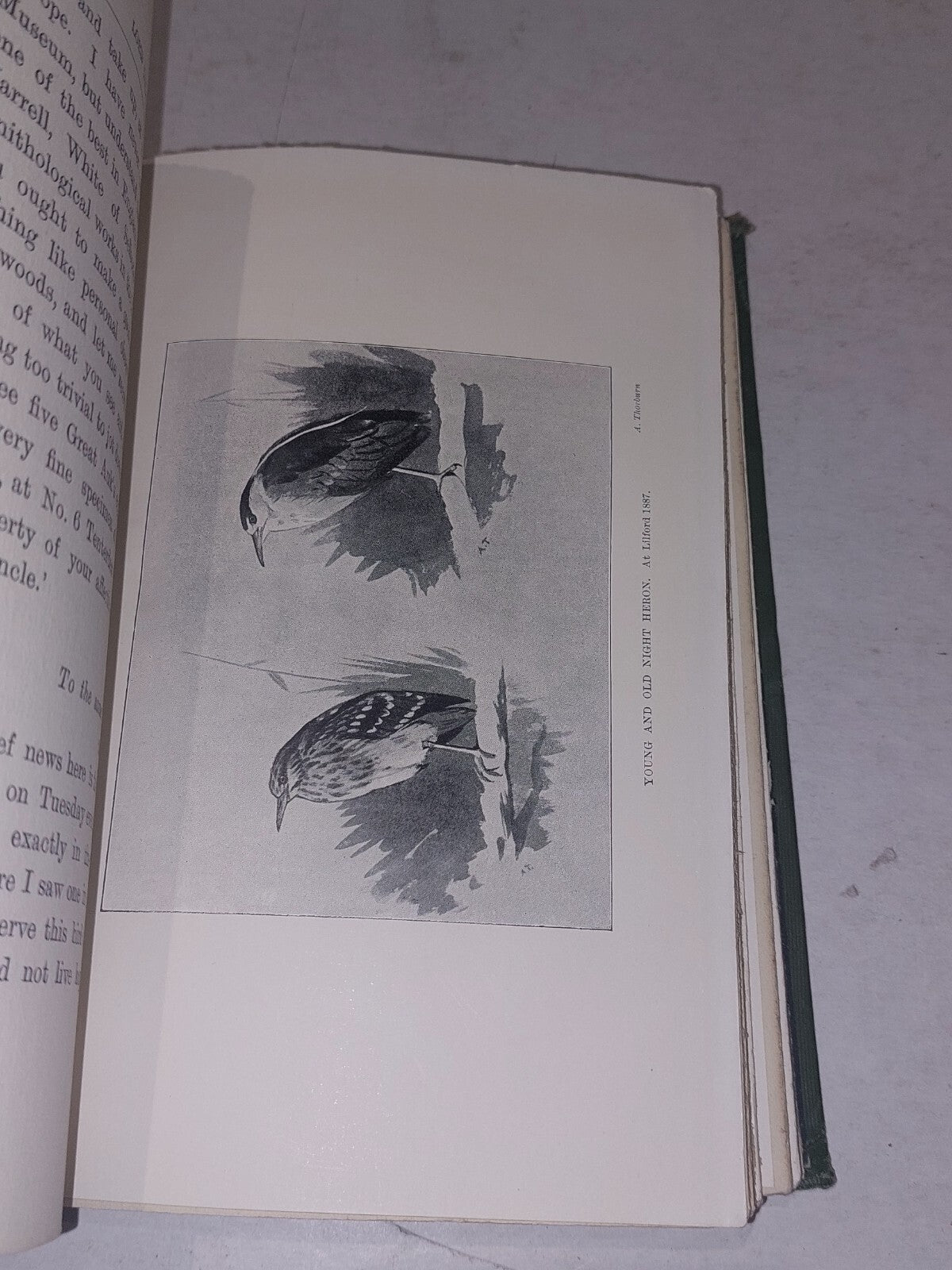 Lord Lilford - Thomas Littleton, Fourth Baron (1900) Smith, Elder & Co Hb Book8