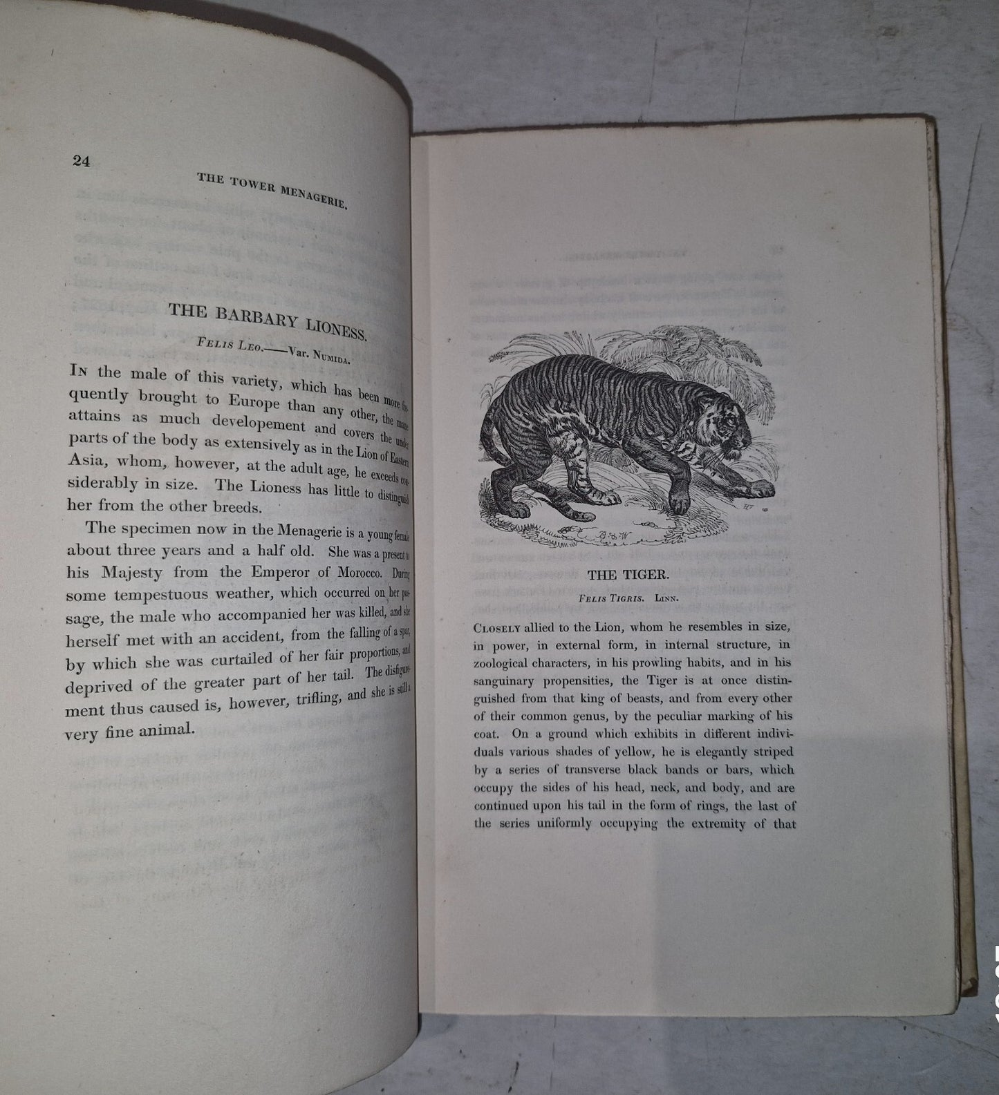 1829 1st THE TOWER MENAGERIE Edward Bennett NATURAL HISTORY Animals ENGRAVINGS10