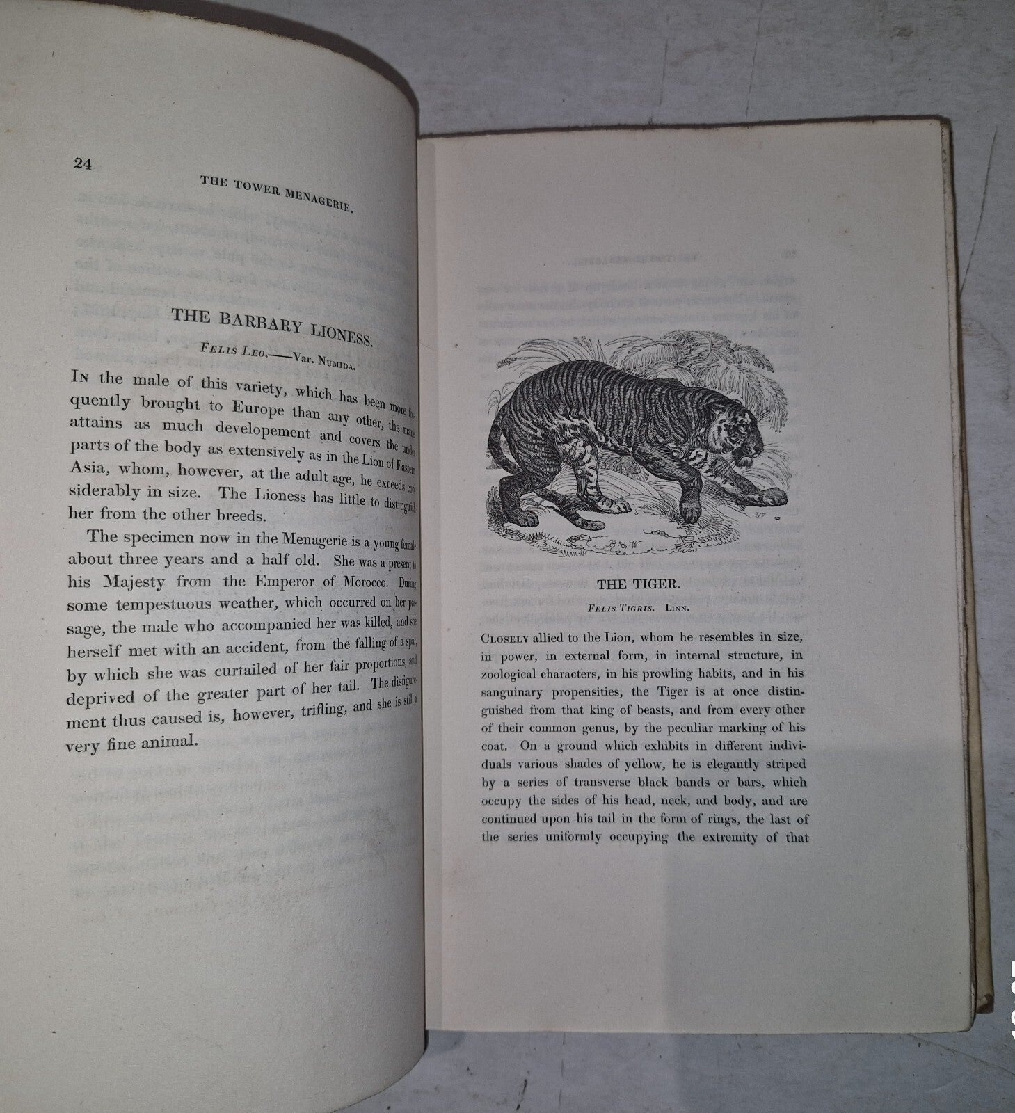 1829 1st THE TOWER MENAGERIE Edward Bennett NATURAL HISTORY Animals ENGRAVINGS10