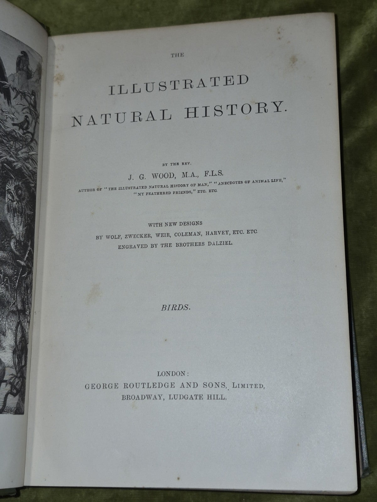 Wood's Illustrated Natural History  Mammals Birds Reptile9