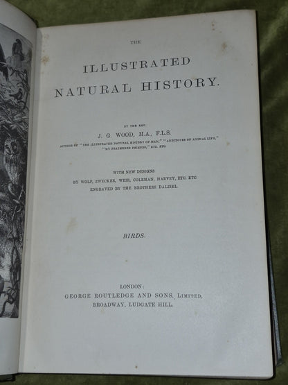 Wood's Illustrated Natural History  Mammals Birds Reptile9