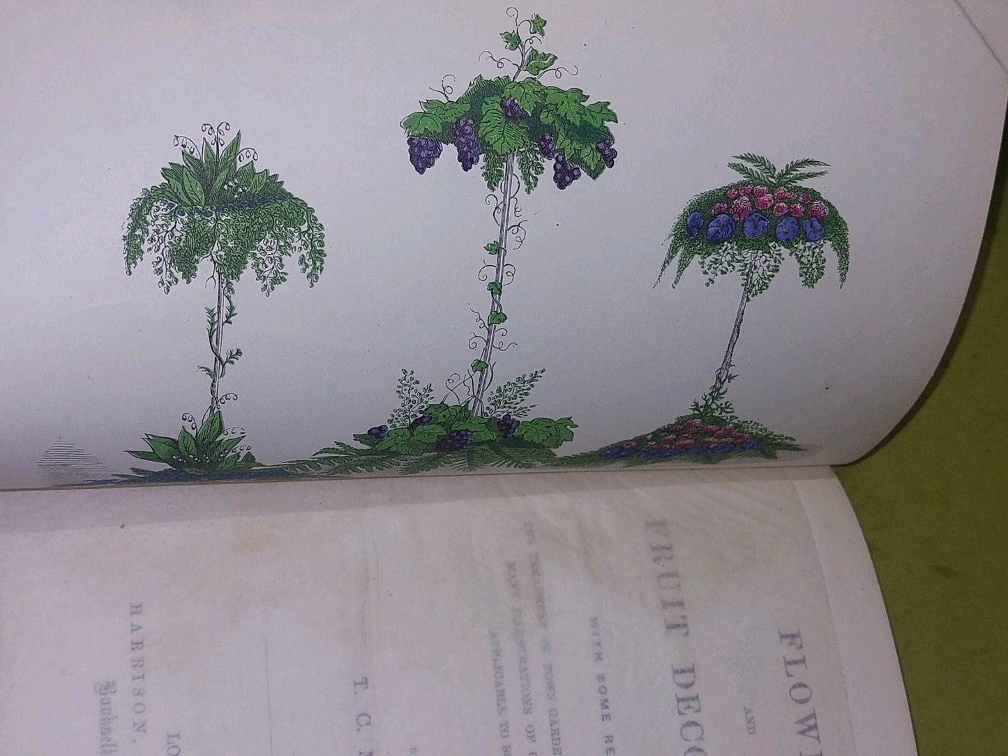 Flower And Fruit Decoration By T C March (1862) [Harrison] Book4