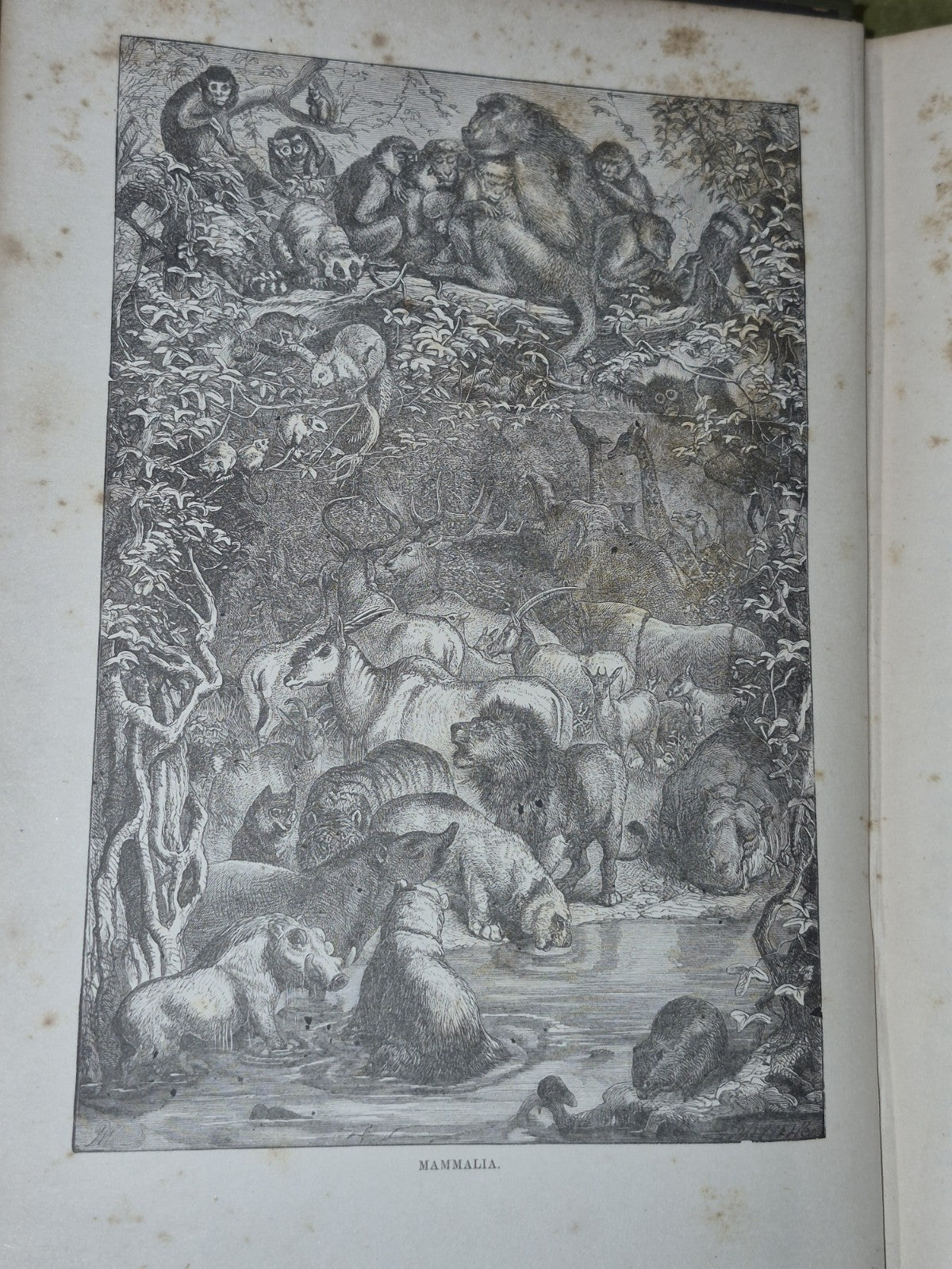 Wood's Illustrated Natural History  Mammals Birds Reptile17