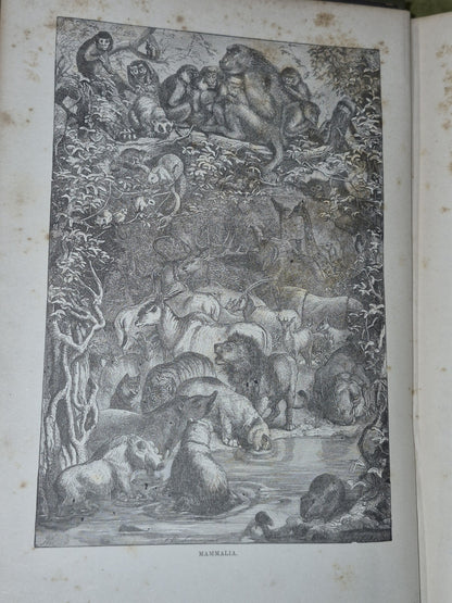 Wood's Illustrated Natural History  Mammals Birds Reptile17