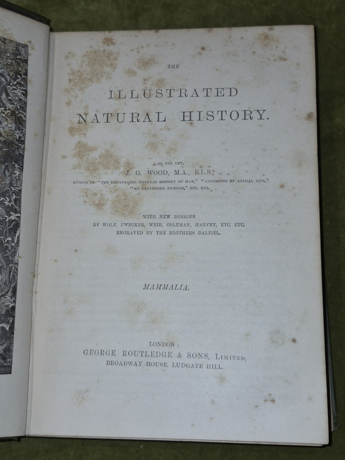 Wood's Illustrated Natural History  Mammals Birds Reptile15