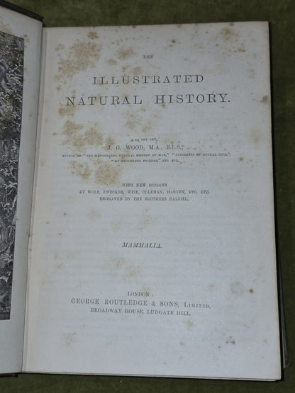 Wood's Illustrated Natural History  Mammals Birds Reptile15