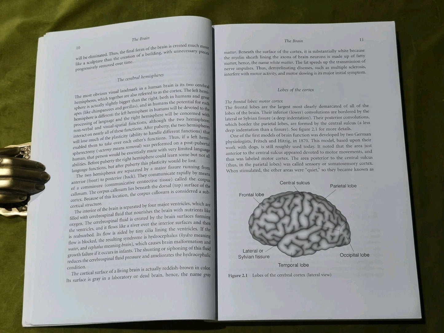 Rise of Homo Sapiens: the Evolution of Modern Thinking by Coolidge and Wynn6