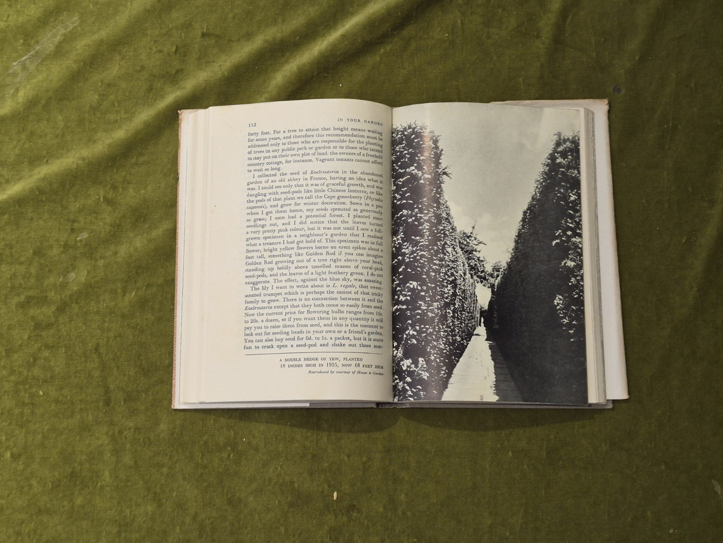 In Your Garden By Vita Sackville-West 1951, 1st/2nd HB DJ8