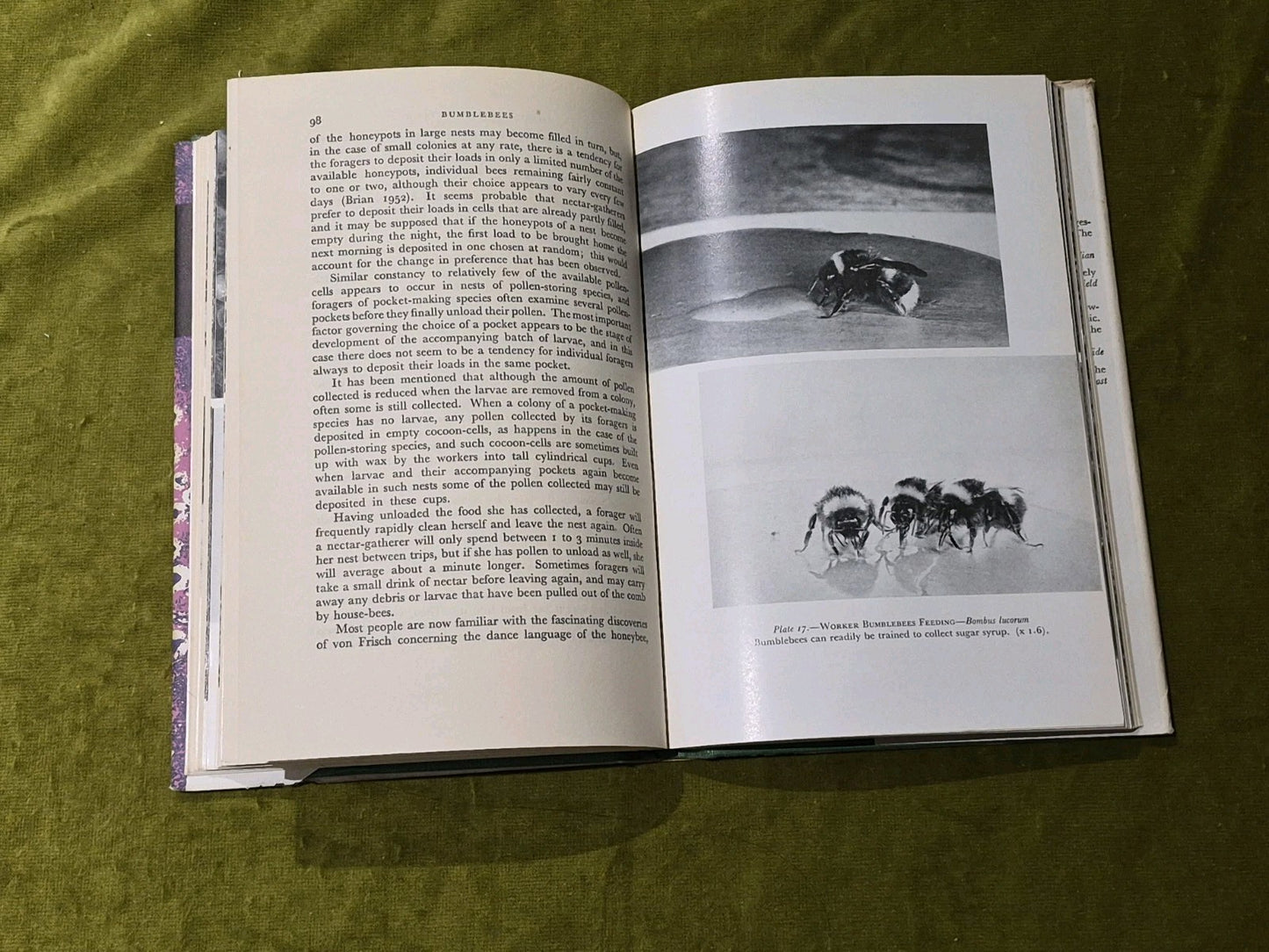 Bumblebees - New Naturalist - John B Free & Colin G Butler HB DJ 1968 reprint6