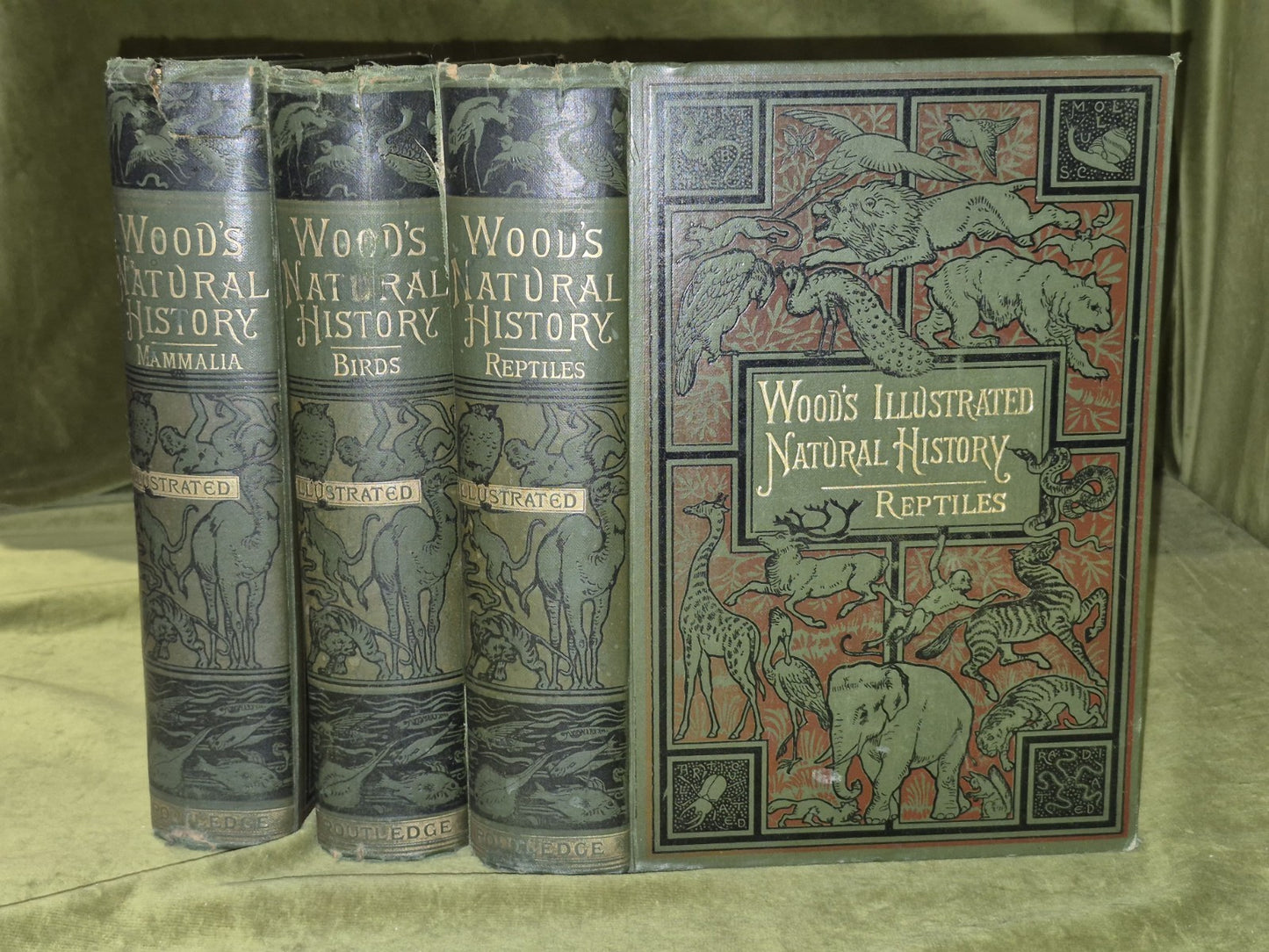 Wood's Illustrated Natural History  Mammals Birds Reptile0