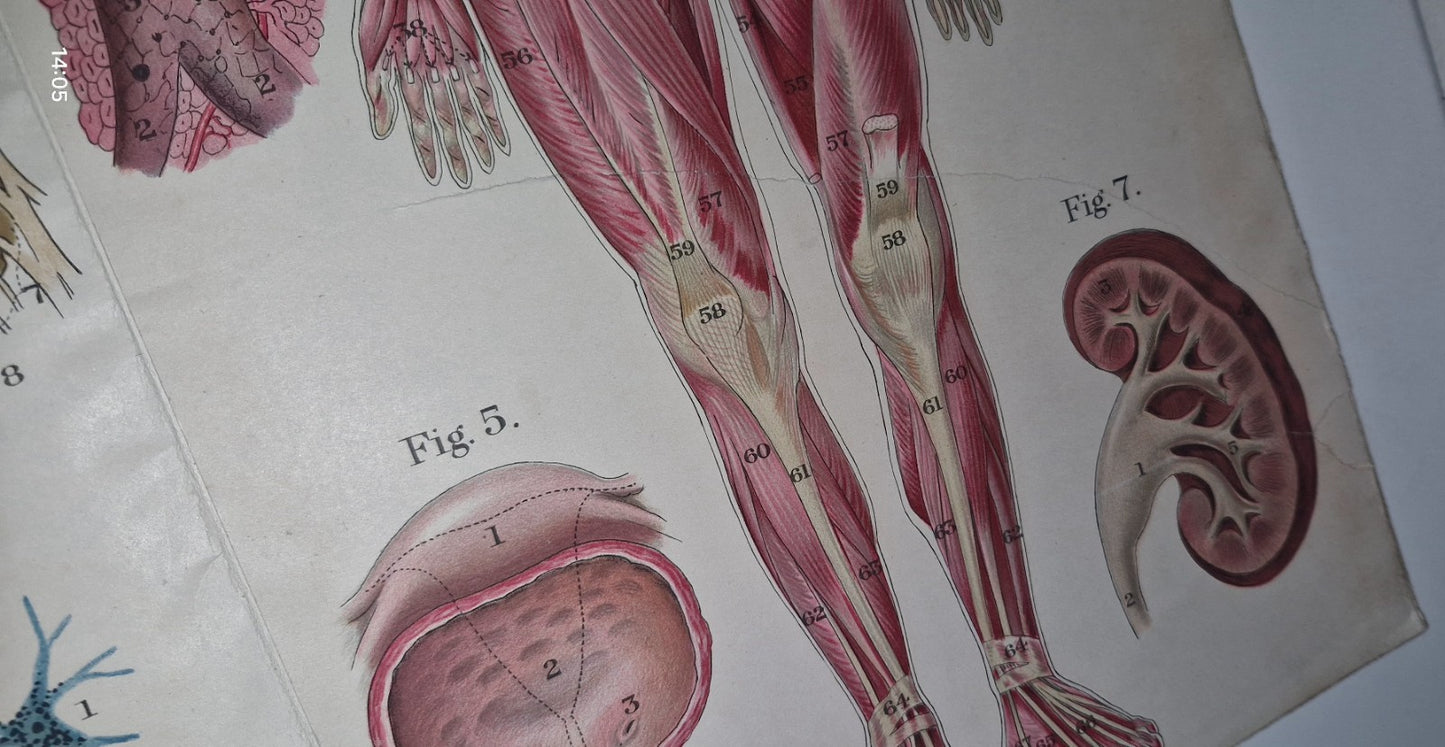1921 Baillieres Atlas & Anatomy Of The Female Human Body. Swedish Massage Inst.19