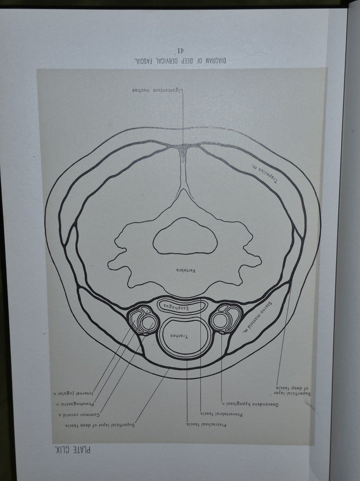 Surgical Anatomy Vols. 1 to 3, (1901-1903) John B. Deaver. London: Rebman11