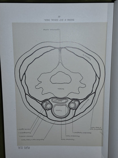 Surgical Anatomy Vols. 1 to 3, (1901-1903) John B. Deaver. London: Rebman11