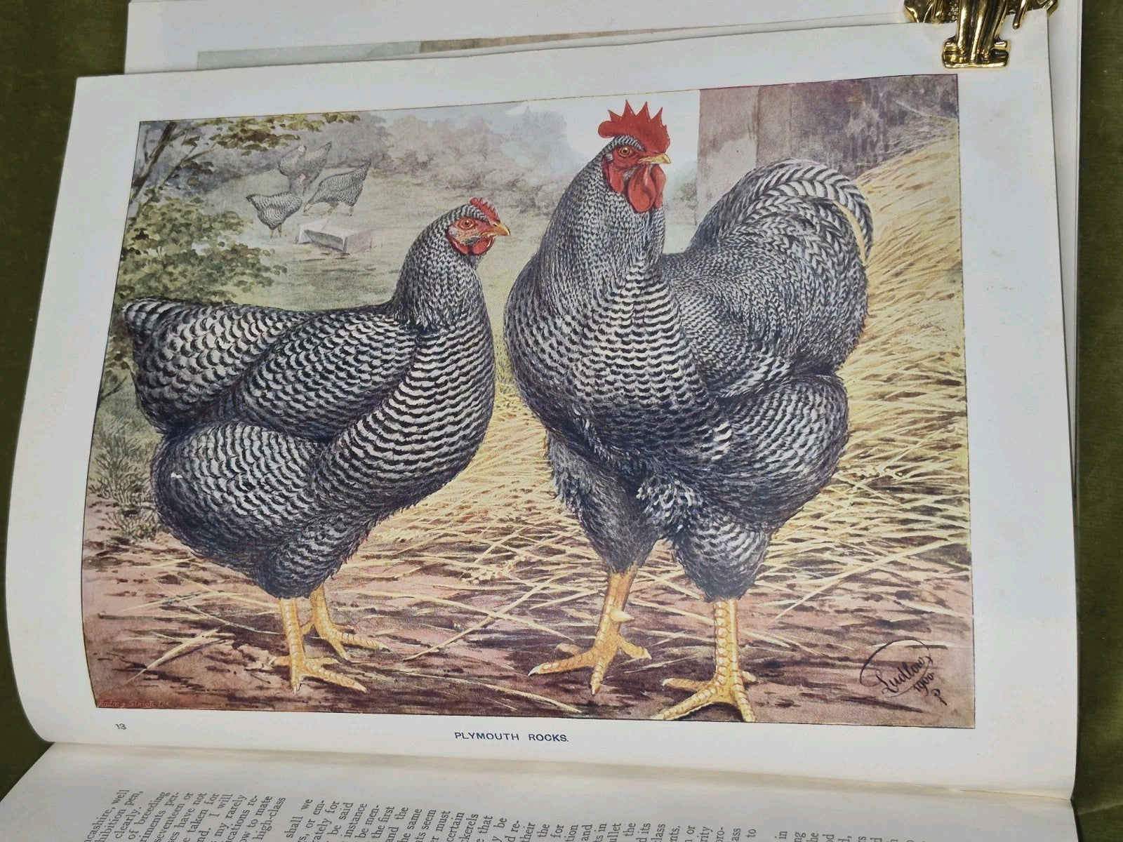 Wright's Book of Poultry Lewer Cassell and Company9